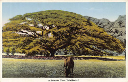Trinidad - A Samaan Tree - Publ. Unknown 7 - Trinidad
