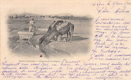 Algérie - CARTE PRÉCURSEUR Année 1900 - Sahara Algérien - Chameaux à La Séguia - Ed. Inconnu 16 - Scenes