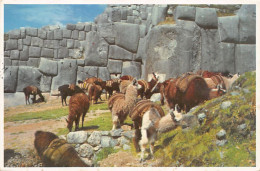 Perú - CUZCO Cusco - Ruinas De Sacsahuaman - Llamas - Ed. E. Schack  - Perú