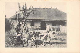 Ethiopia - Drastic Way To Prevent Cows From Retaining Their Milk - Publ. Julia - E. H. Schrenzel  - Etiopia