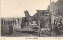 Tunisie - Un Jeune Chamelier - Ed. ND Phot. 164 T - Tunisia