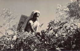 Sri Lanka - Woman Picking Tea - PHOTOGRAPH Postcard Size - REAL PHOTO - Sri Lanka (Ceylon)