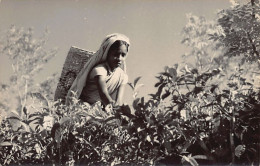 Sri Lanka - Woman Picking Tea - PHOTOGRAPH Postcard Size - REAL PHOTO - Sri Lanka (Ceilán)