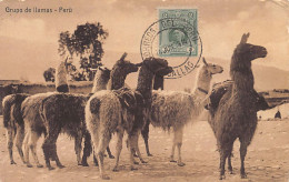Perú - Grupo De Llamas - Ed. Bazar Pathé  - Pérou
