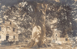 Croatia - TRSTENO Cannosa - Old plane Tree - REAL PHOTO Erich Bährendt Year 1911 - Croatie