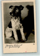 40139109 - Foxterrier Foxterrier Gratuliert Zum - Perros