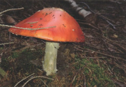Amanita Muscaria, Mushrooms, Czech Rep., 2018, 95 X 65 Mm - Petit Format : 2001-...