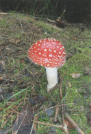 Amanita Muscaria, Mushrooms, Czech Rep., 2018, 65 X 95 Mm - Klein Formaat: 2001-...