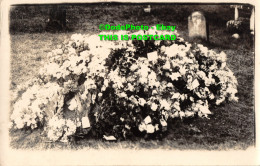 R449849 Grave. Flowers. Old Photography. Postcard - Mundo