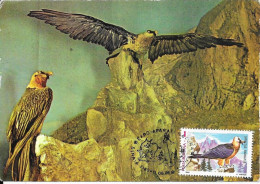 GYPAETE   (gypaetus Barbatus) - Águilas & Aves De Presa