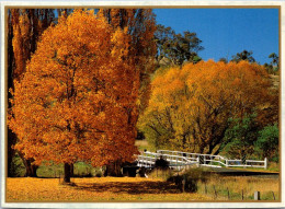 15-5-2024 (5 Z 16) Australia - VIC - Trees In Autumn - Alberi