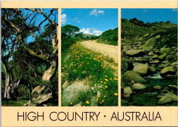 15-5-2024 (5 Z 16) Australia - VIC - High Country (tree & Flowers) - Alberi