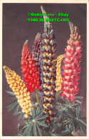 R450839 Lupin. Valentine. Flower Series. No. 12. 1955 - Monde