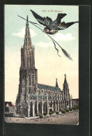 AK Ulm A. D., Münsterkirche  - Ulm