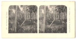 Stereo-Fotografie Lichtdruck Bedrich Koci, Prag, Südamerika Expedition 1907, Jizni Amerika, Cako Central  - Stereoscopic