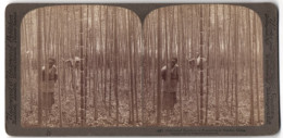 Stereo-Fotografie Underwood & Underwood, New York, Ansicht Nankin / China, Chinesen Inmitten Einer Bambus-Plantage  - Photos Stéréoscopiques