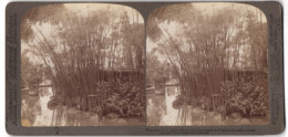 Stereo-Fotografie Underwood & Underwood, New York, Ansicht China, Papyrus-Pflanzen Wachsen Am Teichufer  - Stereo-Photographie