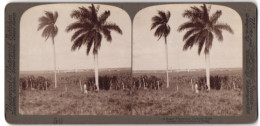 Stereo-Fotografie Underwood & Underwood, New York, Ansicht Caracas / Kuba, Zuckerrohr-Plantage  - Stereo-Photographie