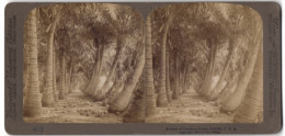 Stereo-Fotografie Underwood & Underwood, New York, Ansicht Florida, Avenue Of Cocanut Palms  - Photos Stéréoscopiques