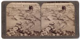 Stereo-Fotografie Underwood & Underwood, New York, Ansicht Yellowstone Park, Geysir Biscuit Basin  - Stereoscopic