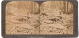 Stereo-Fotografie Underwood & Underwood, New York, Ansicht Converse Basin Grove / CA, Mammutbaum Nach Sprengung  - Stereoscoop