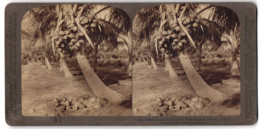 Stereo-Fotografie Underwood & Underwood, New York, Ansicht Florida, Cocoanut Trees In The White Sands  - Stereoscopic