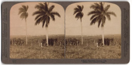 Stereo-Fotografie Underwood & Underwood, New York, Ansicht Caracas / Kuba, Zuckerrohr-Plantage Mit Fabrik Im Hintergru  - Photos Stéréoscopiques