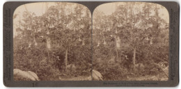 Stereo-Fotografie Underwood & Underwood, New York, Ansicht Hawaii, Dayatura Tree Of Lilly Bells  - Stereoscopic