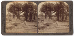 Vue Stéréoscopique-Photo Underwood & Underwood, New York,  Vue De Ägypten, Bauern Dreschen Getreide  - Stereoscoop