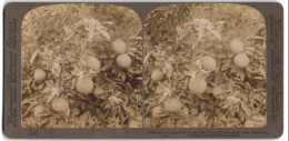Stereo-Fotografie Underwood & Underwood, New York, Ansicht Pasadena / CA, Baum Einer Orangen-Plantage  - Stereoscopic