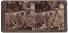 Stereo-Fotografie Underwood & Underwood, New York, Ansicht Mayaguez / Puerto Rico, Damen In Einem Ananas-Feld  - Stereoscopic