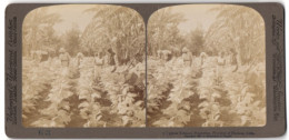 Stereo-Fotografie Underwood & Underwood, New York, Ansicht Havanna / Kuba, Arbeiter Auf Einer Tabak-Plantage  - Stereoscopic