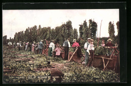 AK Hop-Picking, Set Of Pickers At Work, Hopfen  - Landwirtschaftl. Anbau