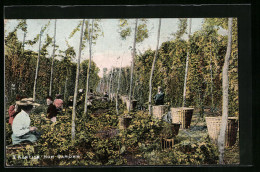 AK Hop-Garden, Arbeiter Bei Der Hopfenernte  - Landbouw