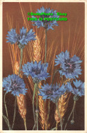 R452438 Cornflowers. Stehli. No. 34. Postcard - Monde