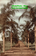R452454 Brisbane. Palm Avenue. Botanical Gardens - Wereld