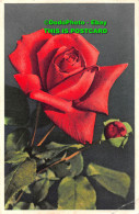 R452503 No. 654. Rose. Stehli. 1955 - World