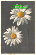 R452504 No. 971. Chrysanthemum. Marguerite. Daisy. Margrite. Stehli. 1954. Flowe - World