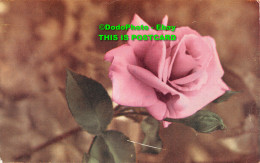 R452873 Rose. Photochrom. 1955 - Welt