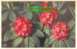 R452874 Flower Series. No. 6. Rhododendron. Valentines. 1955 - Welt