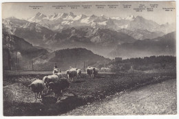 M 8588  Rigi-Kulm (1800 M) - Schafweide Und Die Berner-Hochalpen - (Schweiz/Suisse/Switzerland) - Sheep/Mouton/Schäfe - Autres & Non Classés