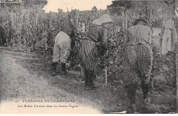 Vendange En Champagne - Les Robes Culottes Dans Les Hautes Vignes - Très Bon état - Autres & Non Classés