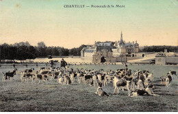 CHANTILLY - Promenade De La Meute - état - Chantilly