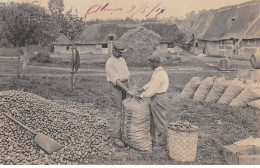 En Normandie - Le Cidre - Mise En Sac Des Pommes - Très Bon état - Other & Unclassified