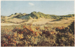 LITORAL BELGE   DUNES ET ARGOUSIERS - Sonstige & Ohne Zuordnung