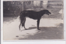 St-CYPRIEN : Carte Photo Chenil Du Domaine Des Capeillans Dressage Chiens Domaine Des Capeillans - Très Bon état - Saint Cyprien