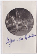 St-CYPRIEN : Carte Photo Chenil Du Domaine Des Capeillans Dressage Chiens Domaine Des Capeillans - Très Bon état - Saint Cyprien