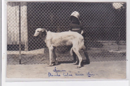 St-CYPRIEN : Carte Photo Chenil Du Domaine Des Capeillans Dressage Chiens Domaine Des Capeillans - Très Bon état - Saint Cyprien