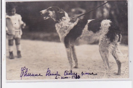 St-CYPRIEN : Carte Photo Chenil Du Domaine Des Capeillans Dressage Chiens Domaine Des Capeillans - Très Bon état - Saint Cyprien