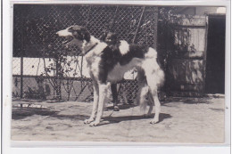 St-CYPRIEN : Carte Photo Chenil Du Domaine Des Capeillans Dressage Chiens Domaine Des Capeillans - Très Bon état - Saint Cyprien